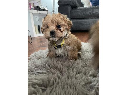 Πωλείται κουτάβι Yorkshire Terrier